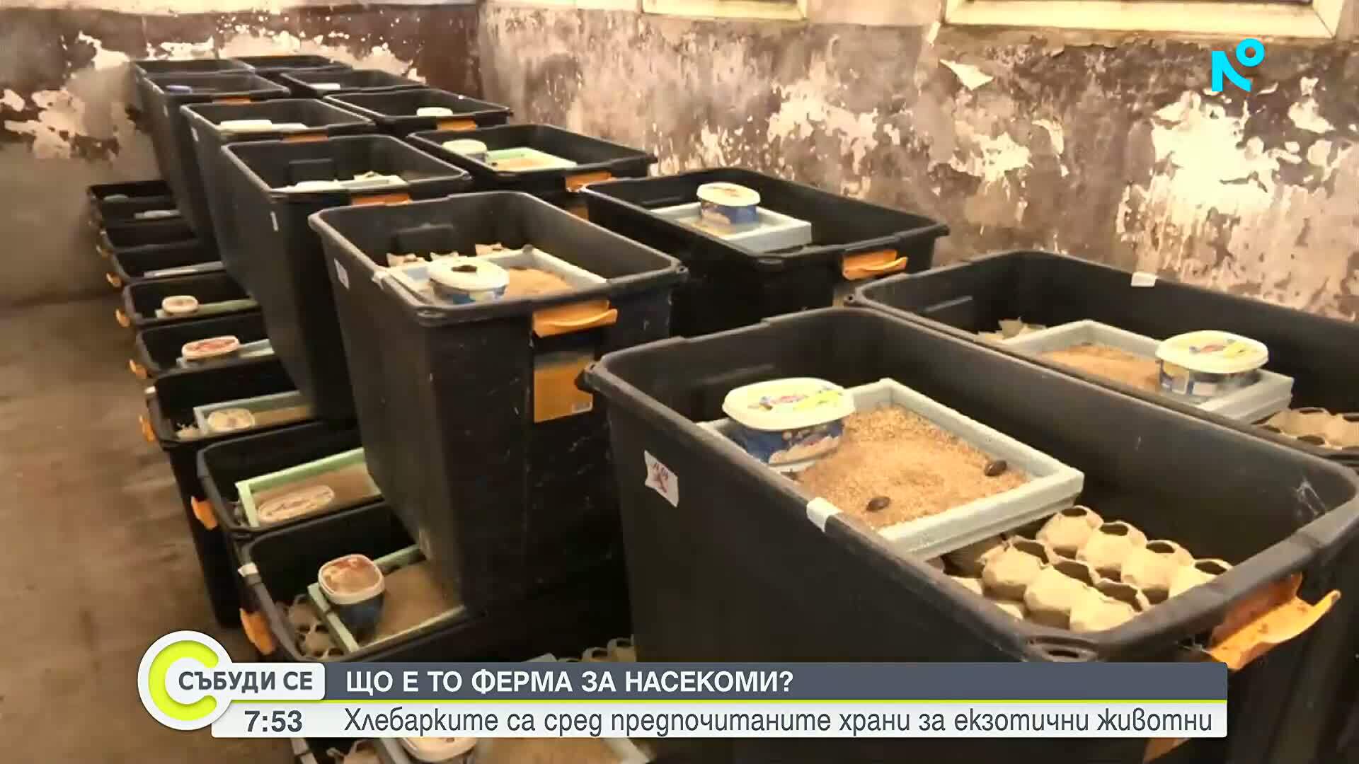 Ферма за насекоми: Защо едно семейство замени живота в София с този в село Стубел