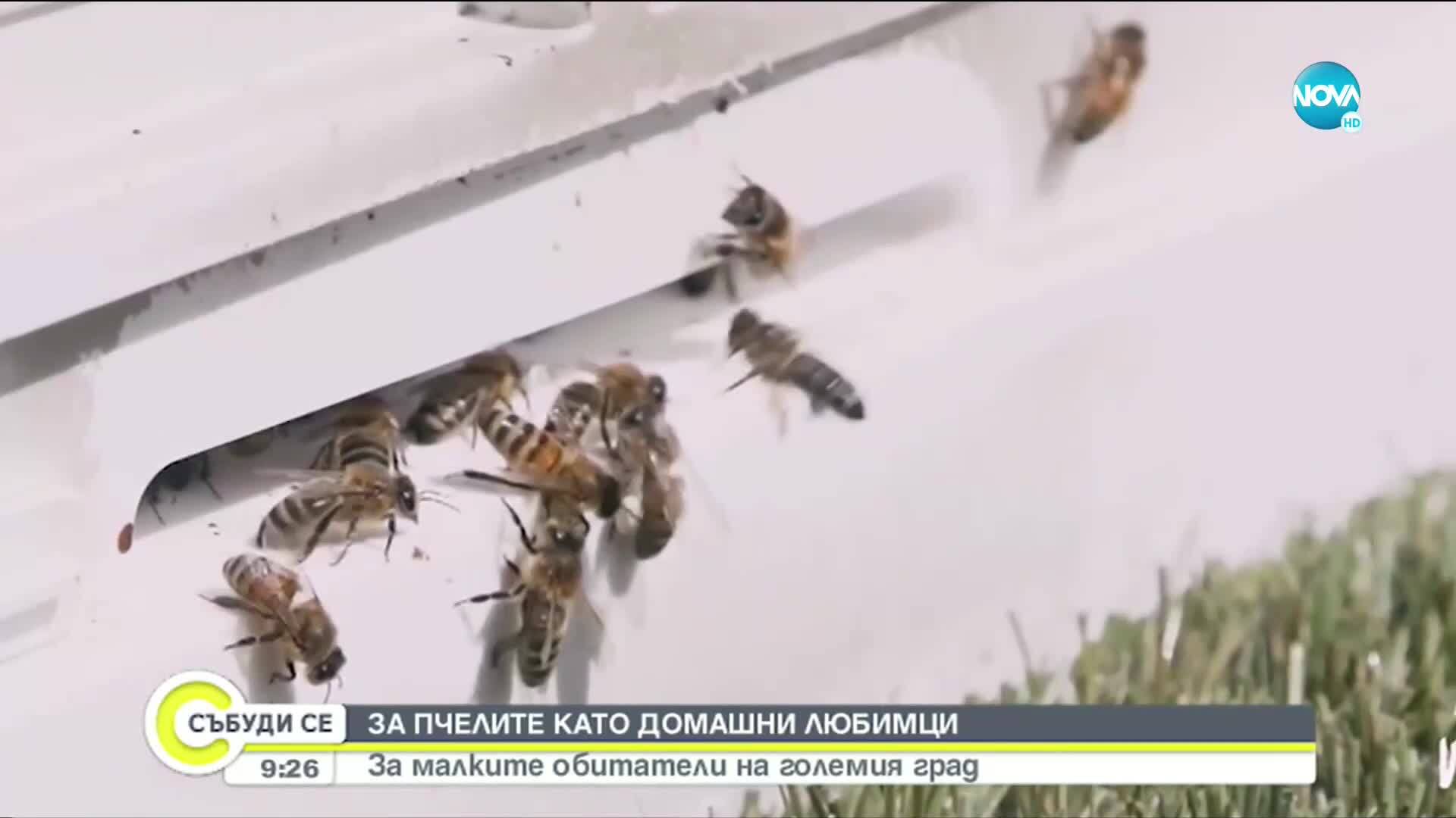 Градското пчеларство като нова мода