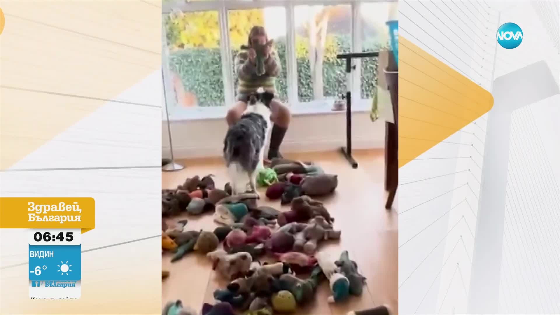 Кое е най-умното куче във Великобритания