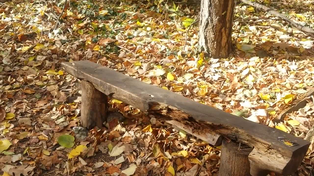 "Моята новина": Пейките в Борисовата градина