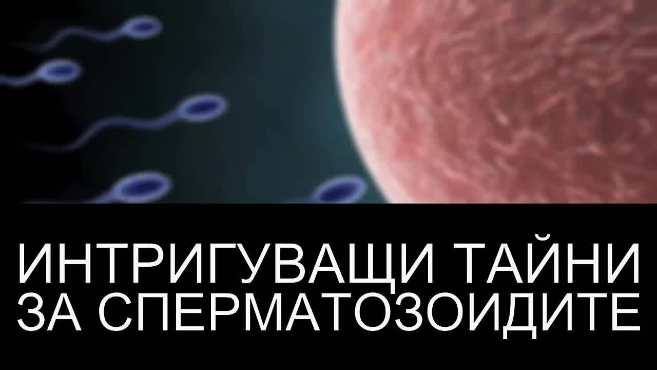 Интригуващи тайни за сперматозоидите