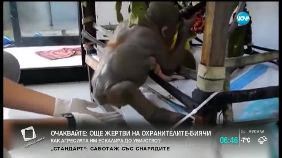 Как се гледат новородени маймунки?
