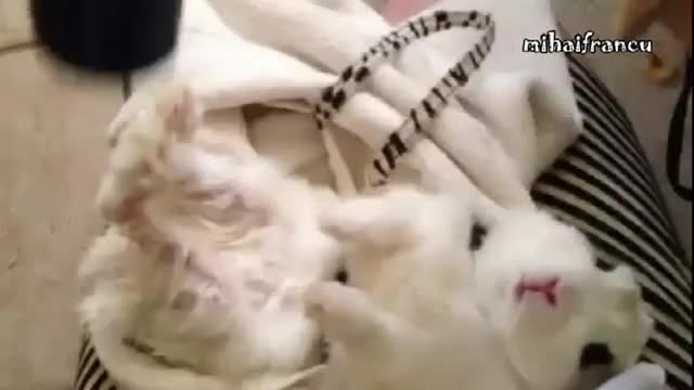 Животни които обичат да ги сушат със сешоар!