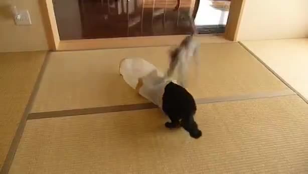 Котка се бъзика с друга котка.