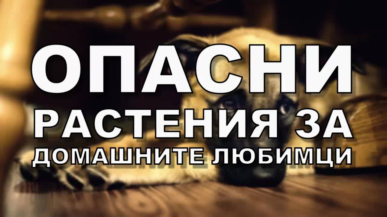 10 домашни растения, опасни за домашните любимци