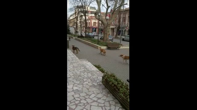 Бездомни кучета