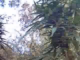 Марихуана