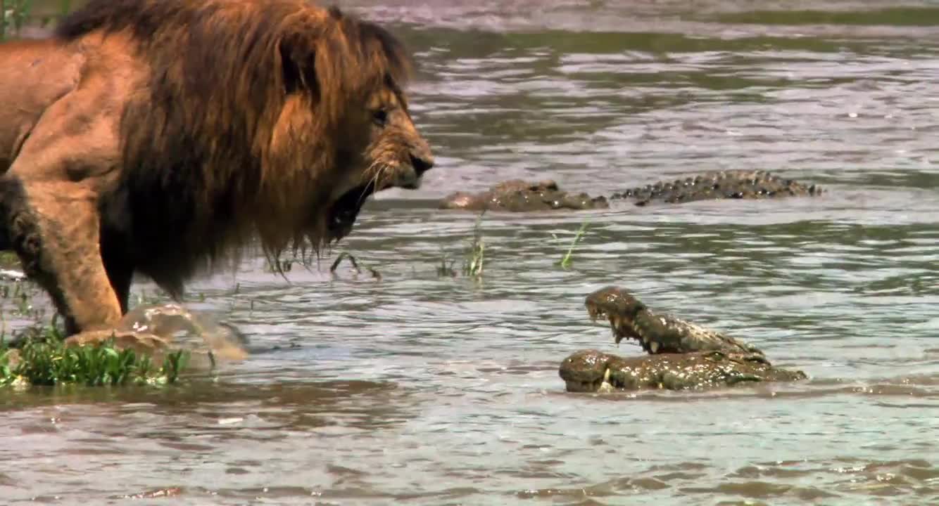 Ето затова лъвът е кралят на джунглата