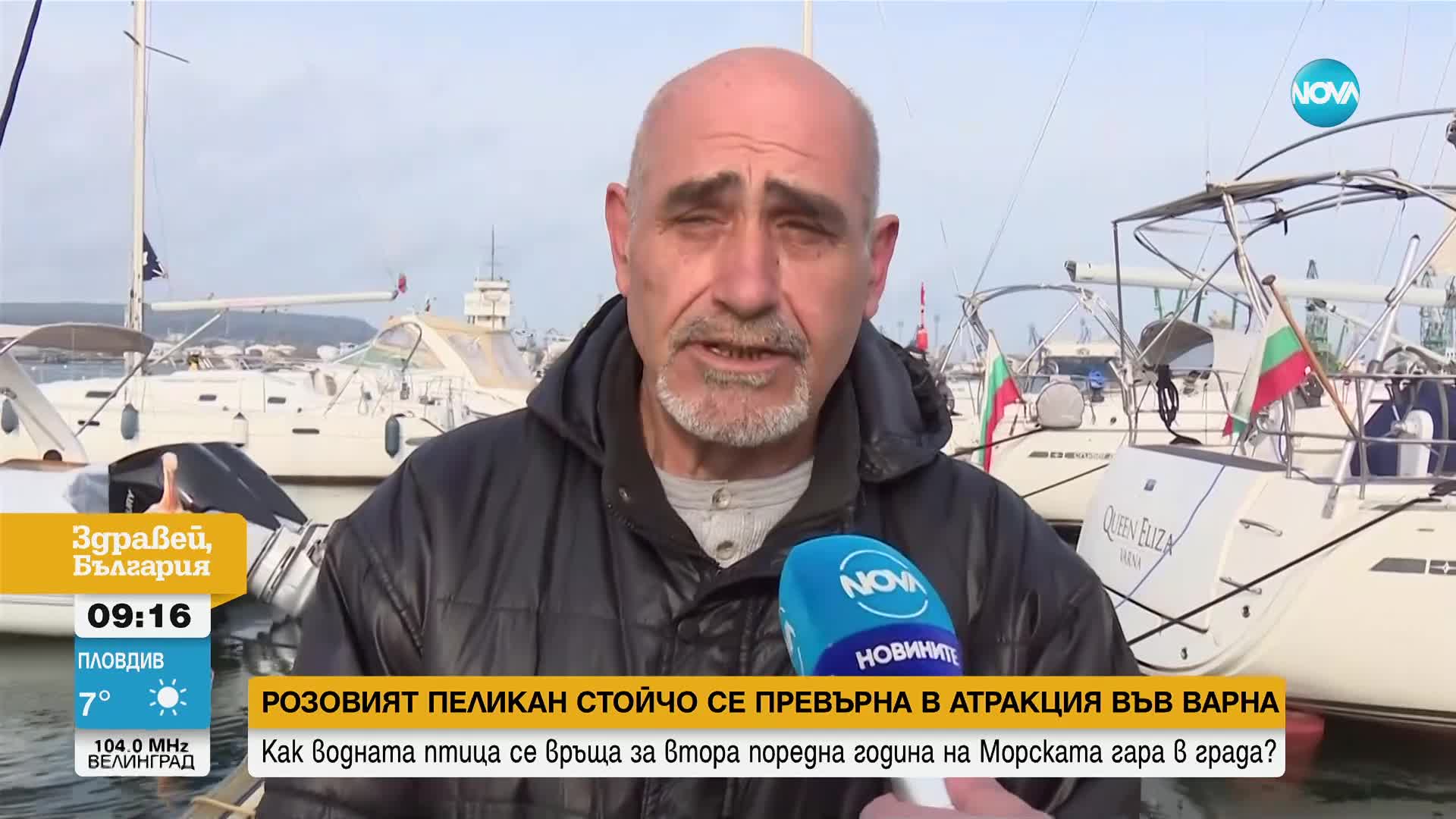 Розовият пеликан Стойчо - атракция на Морската гара във Варна