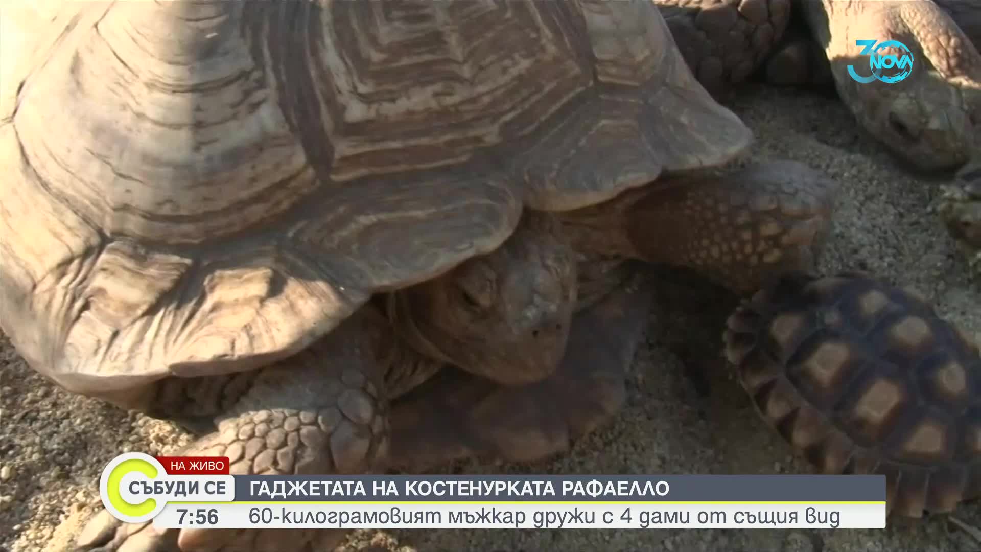 Най-голямата африканска костенурка у нас дружи с 4 дами от същия вид