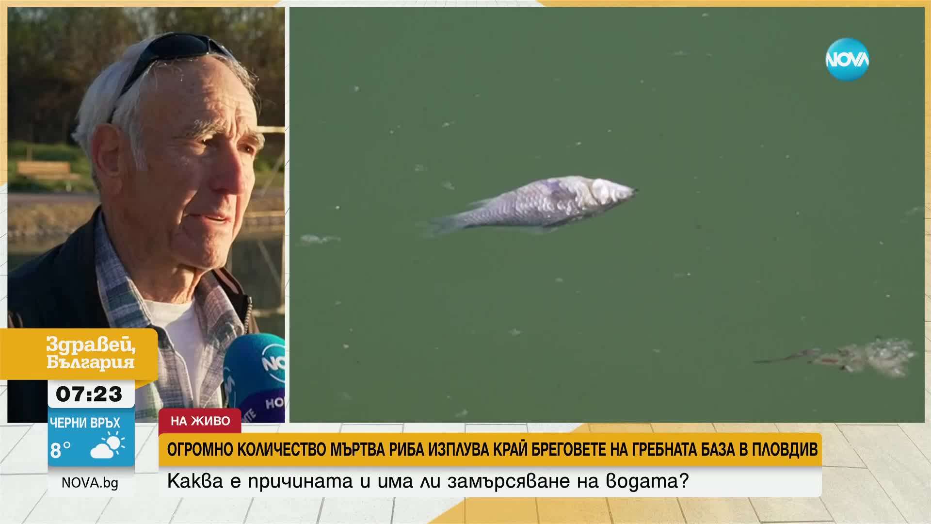 Огромно количество мъртва риба изплува край бреговете на Гребната база в Пловдив