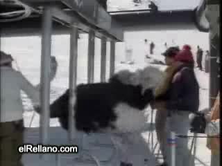 Щраус Скиор Уникален Е!