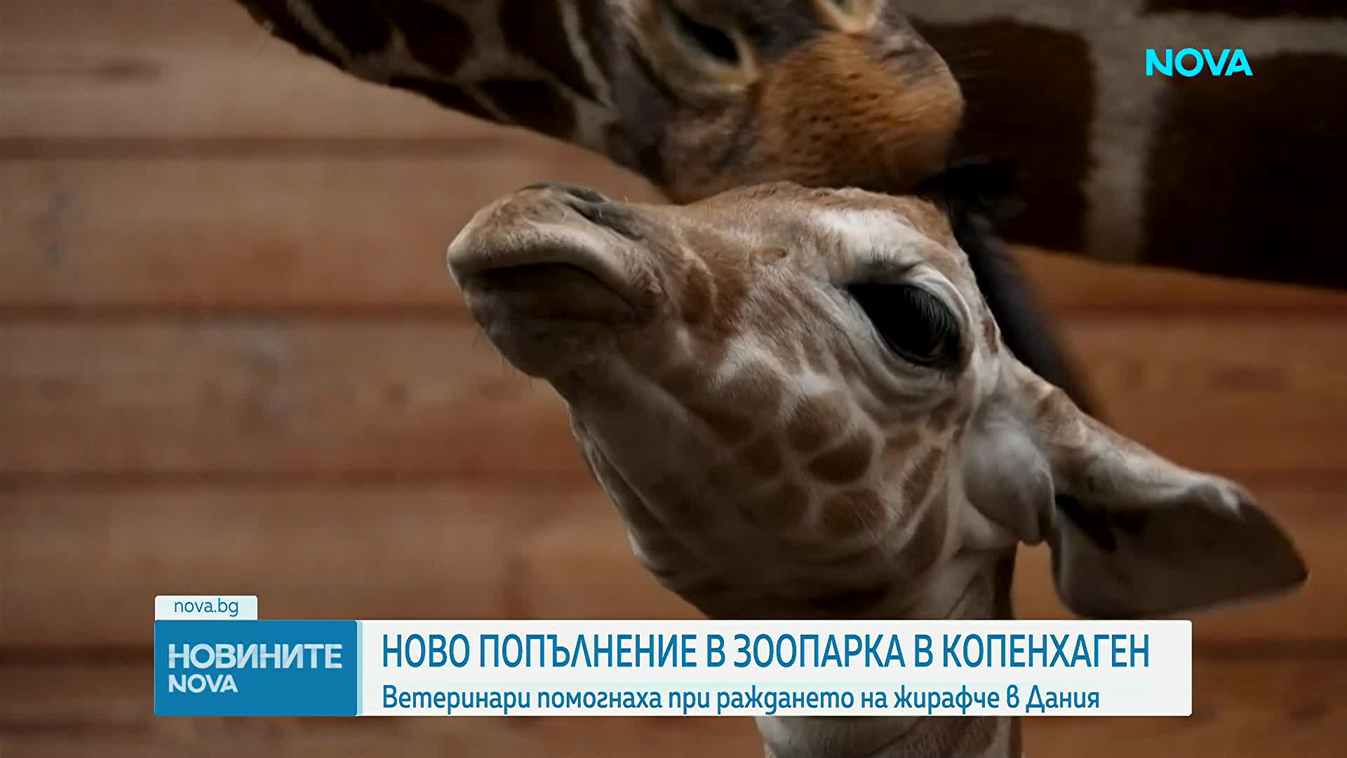 В зоопарка в Копенхаген се роди жирафче