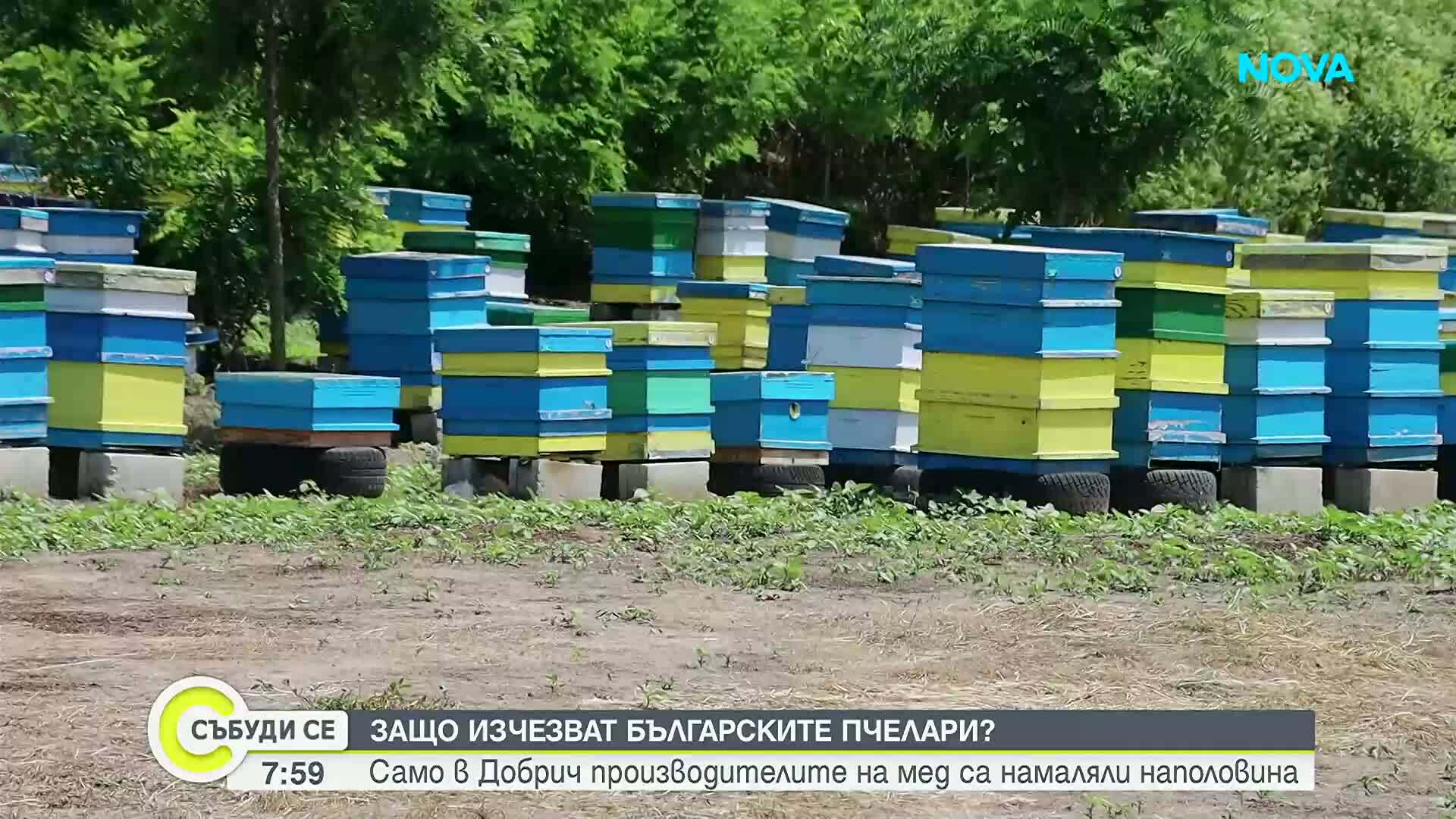 Пчеларите в Добрич намаляват наполовина, докато оцелелите окрупняват стопанствата си