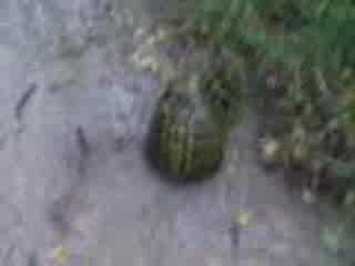 Секс С Костенурки