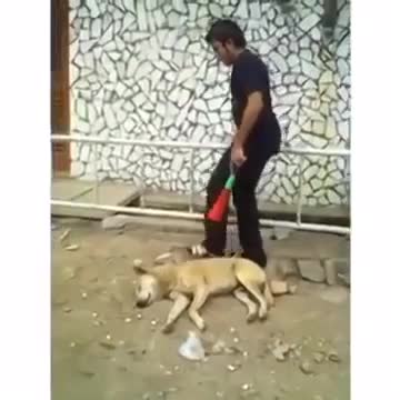 не правете това с кучето си !!!