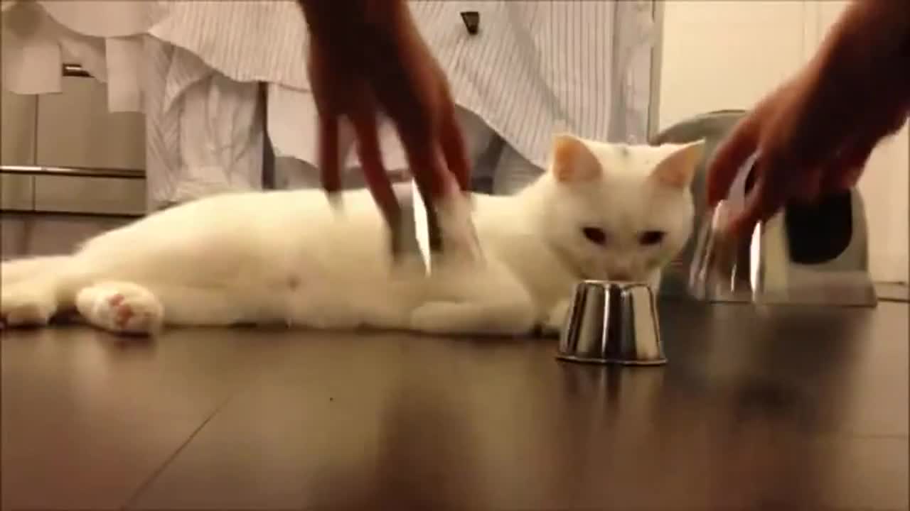 Тука има, тука няма, къде е топчето? - Смях *
