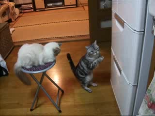 Котка Се Моли На Бог