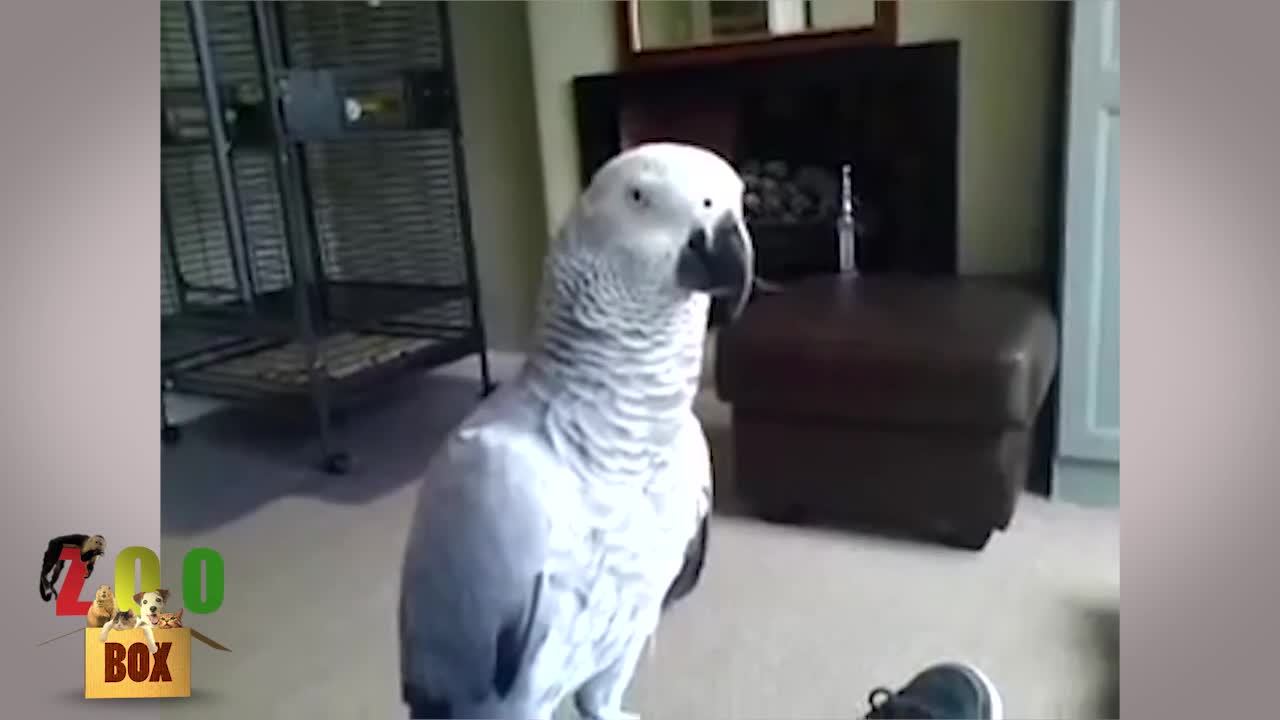 Какво става, когато папагалът ти се ядоса