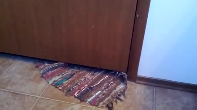 Закоравял крадец е станала тази котка!
