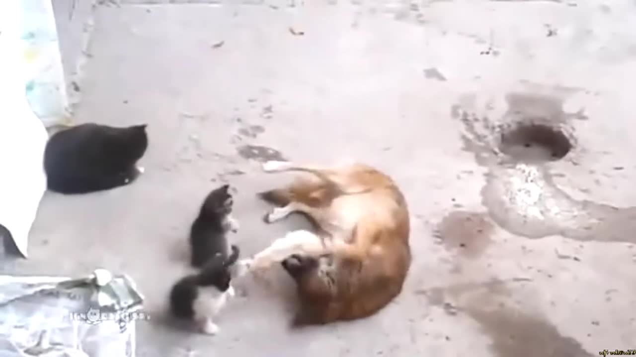 Малки котенца и куче приятели завинаги!