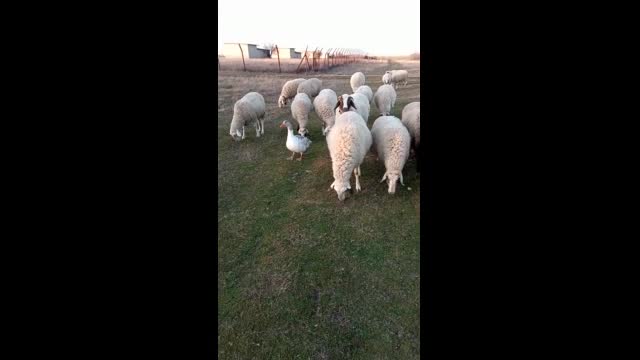 Водачът на стадото