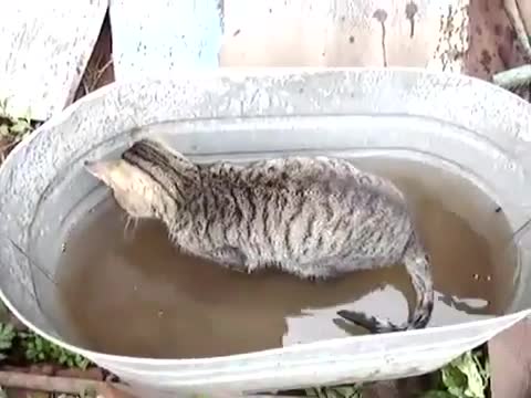 Котка се прави на рибар - Смях !