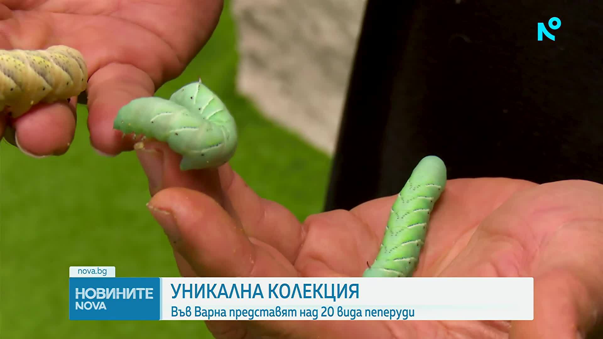 Къщата на пеперудите във Варна ни пренася в чудния свят на насекомите