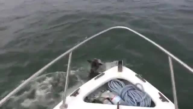 Смях ... Немска овчарка скача в водата да си играе с делфин .