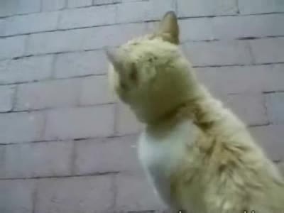 Куче Прави Истински Секс С Котка Невероятно