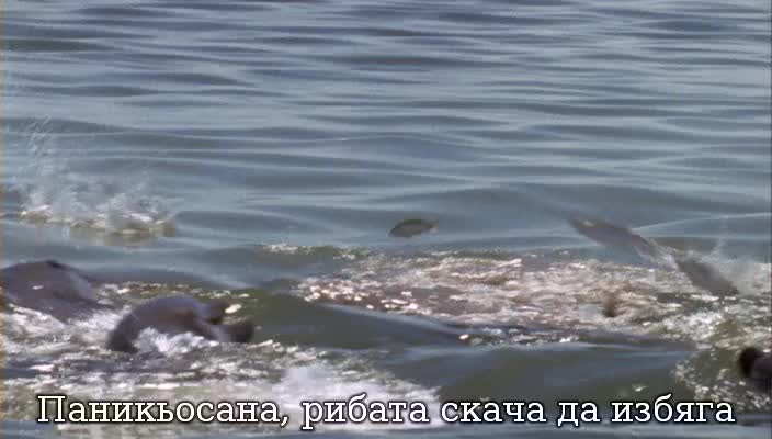 Как ловуват Бутилконосите делфини 