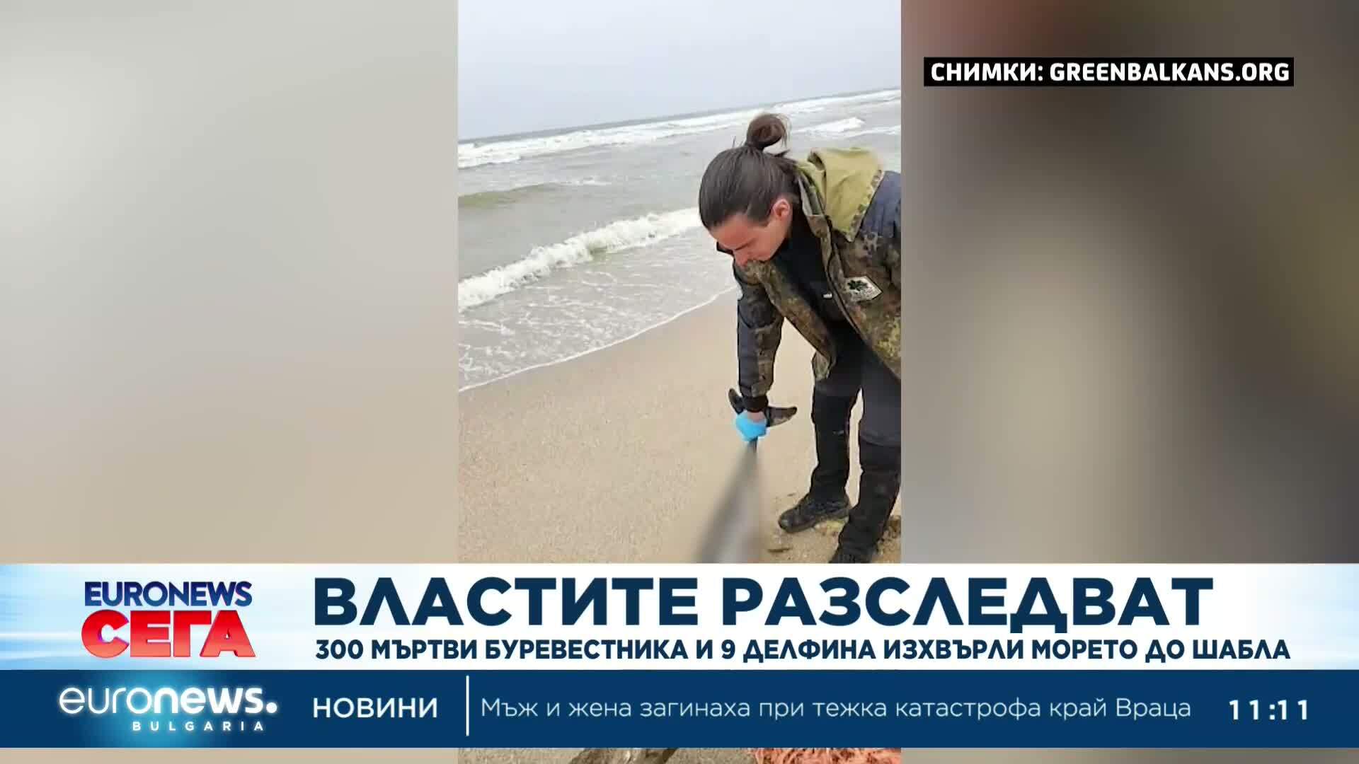 Екокатастрофа край Шабла: Разследват мистериозна смърт на 300 буревестници и 10 делфина