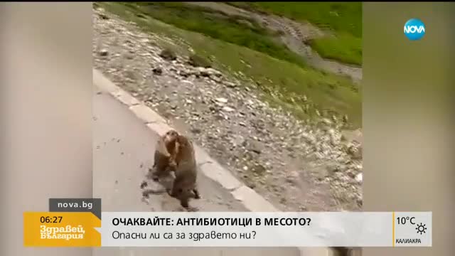 Сладки животни в люти битки