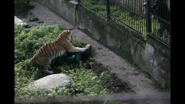 Тигър нападна служителка на руски зоопарк