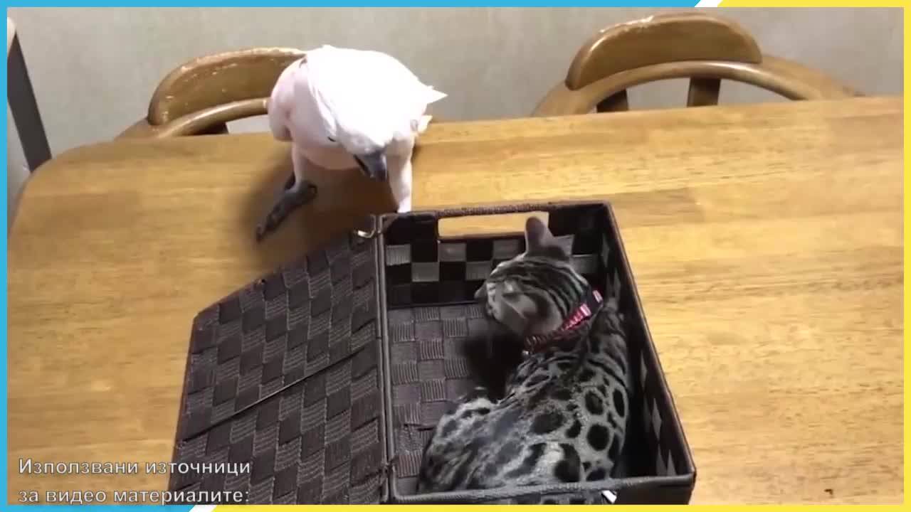 Мега изцепки за мега настроение
