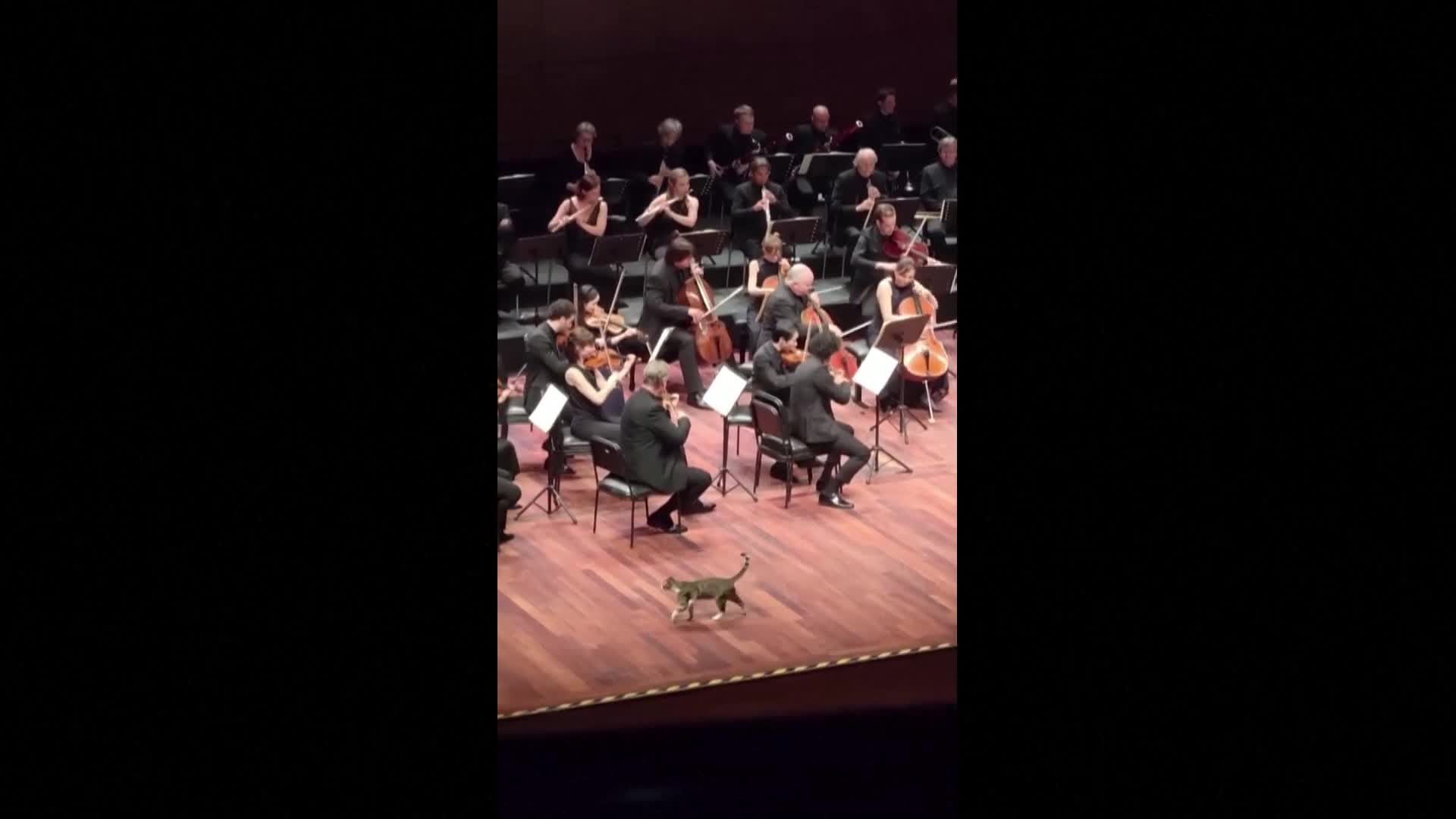 Котка "нахлу" на сцената на концерт в Истанбул (ВИДЕО)