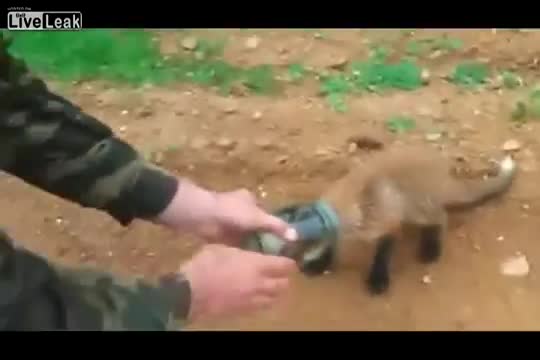 Някъде в Русия... Малко лисиче търси помощ от хора...