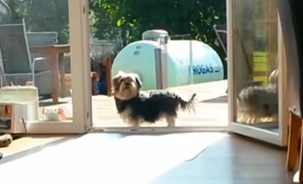 Куче стои пред невидима врата чака стопанина да му я отвори ,смях