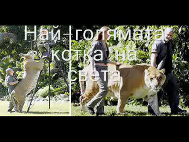 9 от най - големите животни в света
