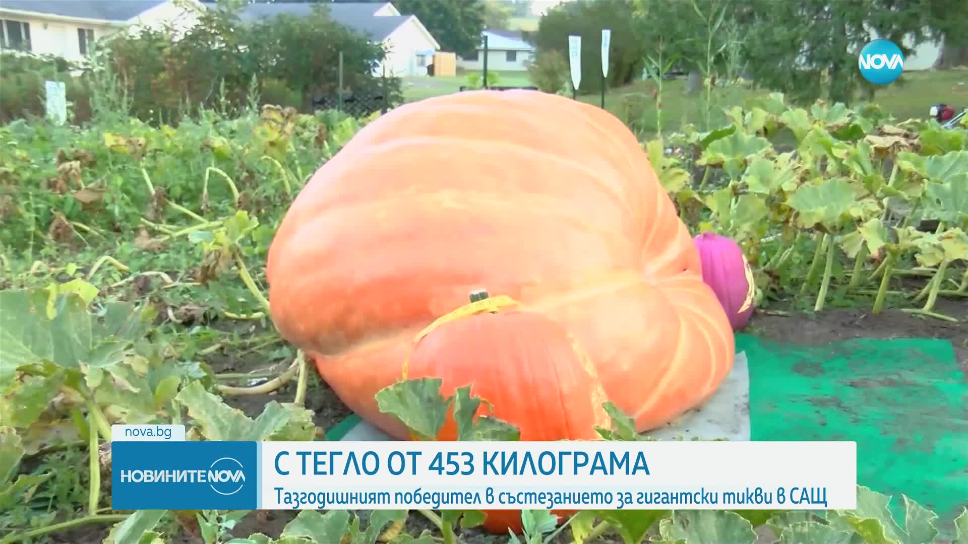 453 КИЛОГРАМА: Състезание за гигантски тикви в САЩ