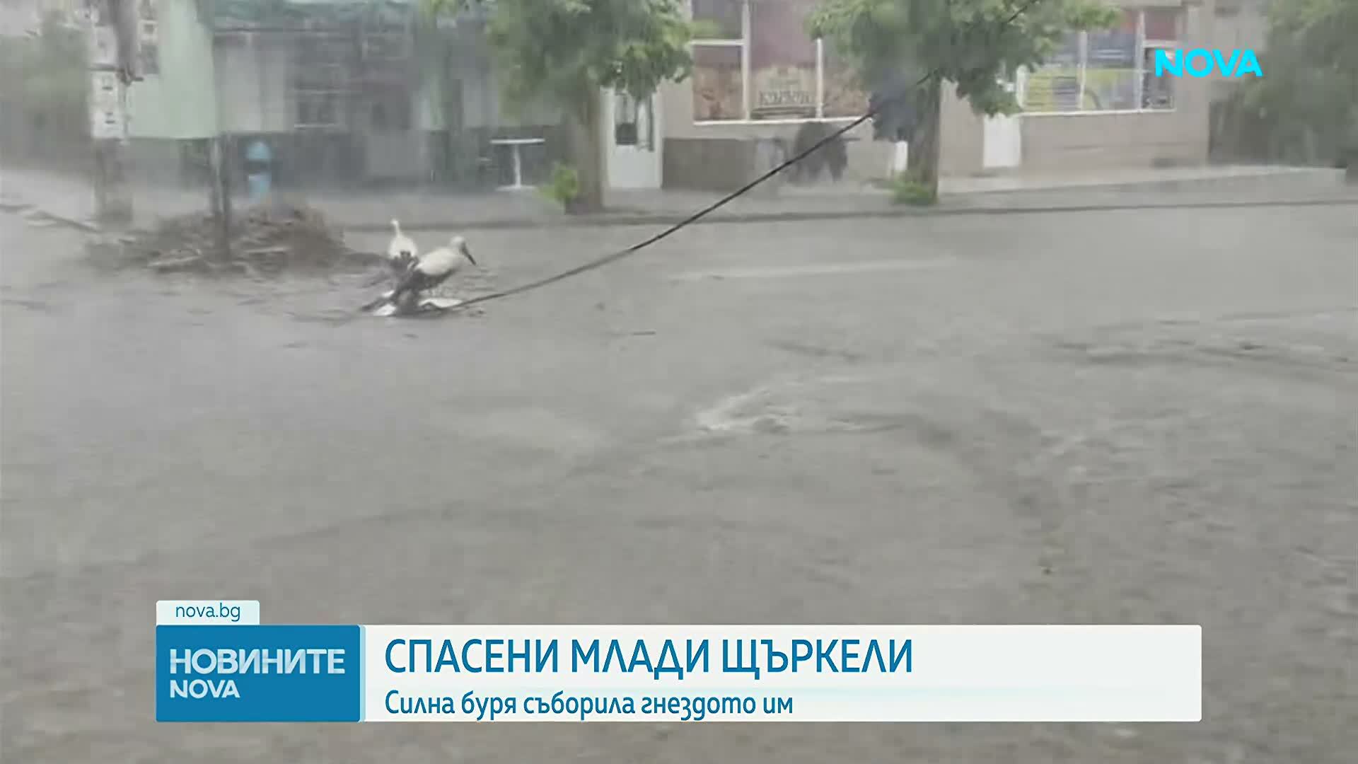 Жена спаси три малки щъркела след буря, съборила гнездото им край Петрич