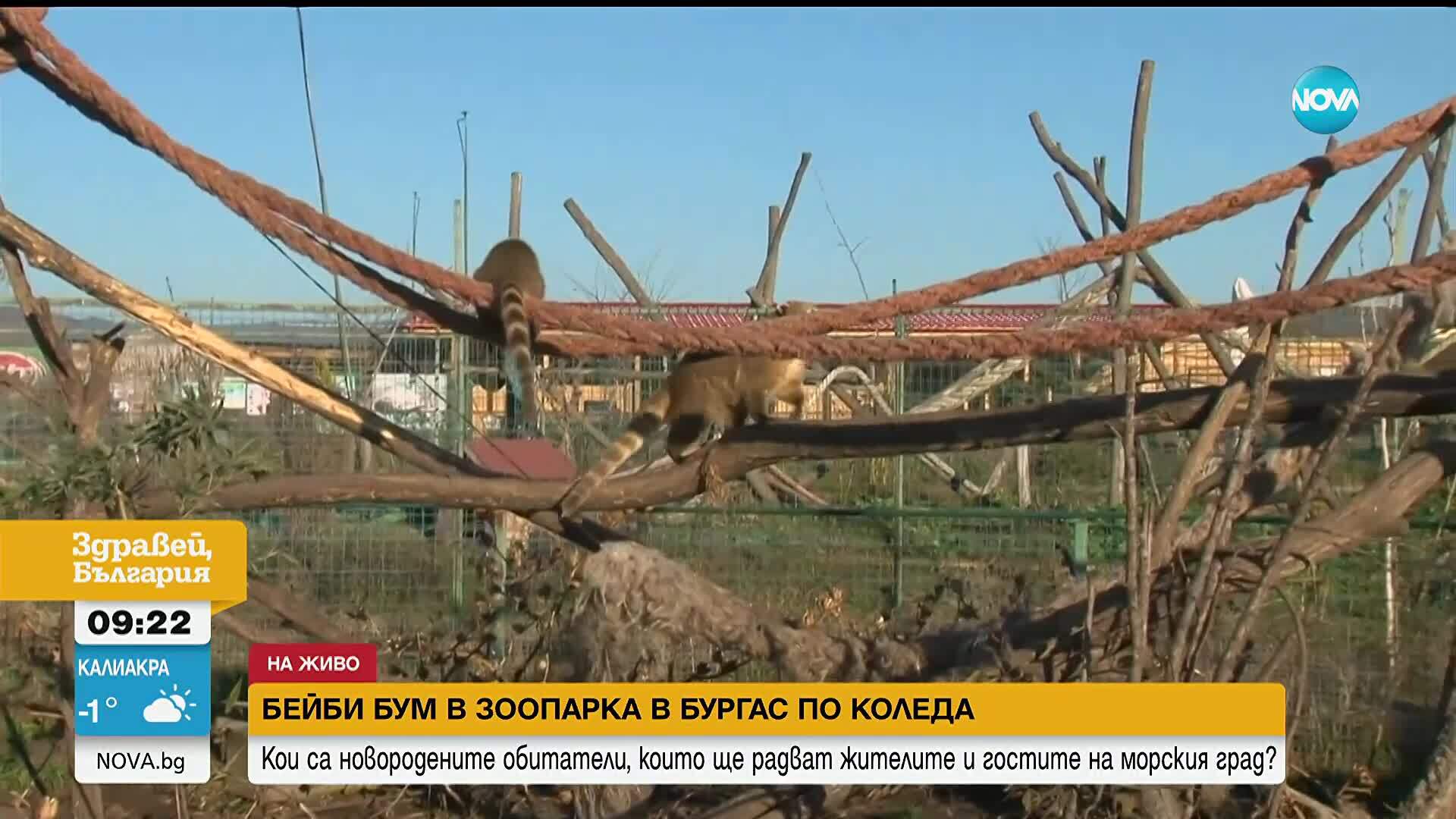 Бейби бум в зоопарка в Бургас: Сред новородените има снежнобяла алпака, маймуни и носати мечета