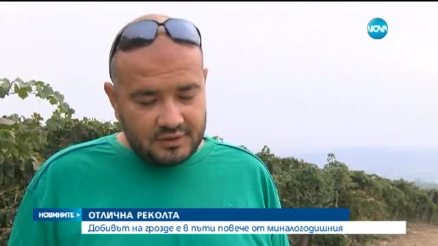 Лозарите у нас отчитат отлична реколта