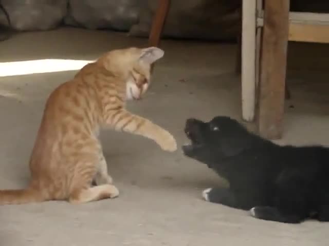 Куче и коте сладко си играят
