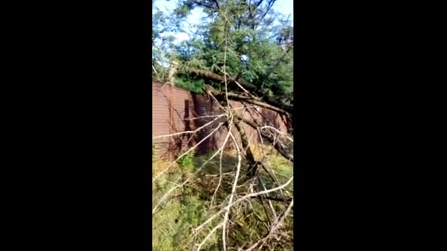 Изкършено дърво