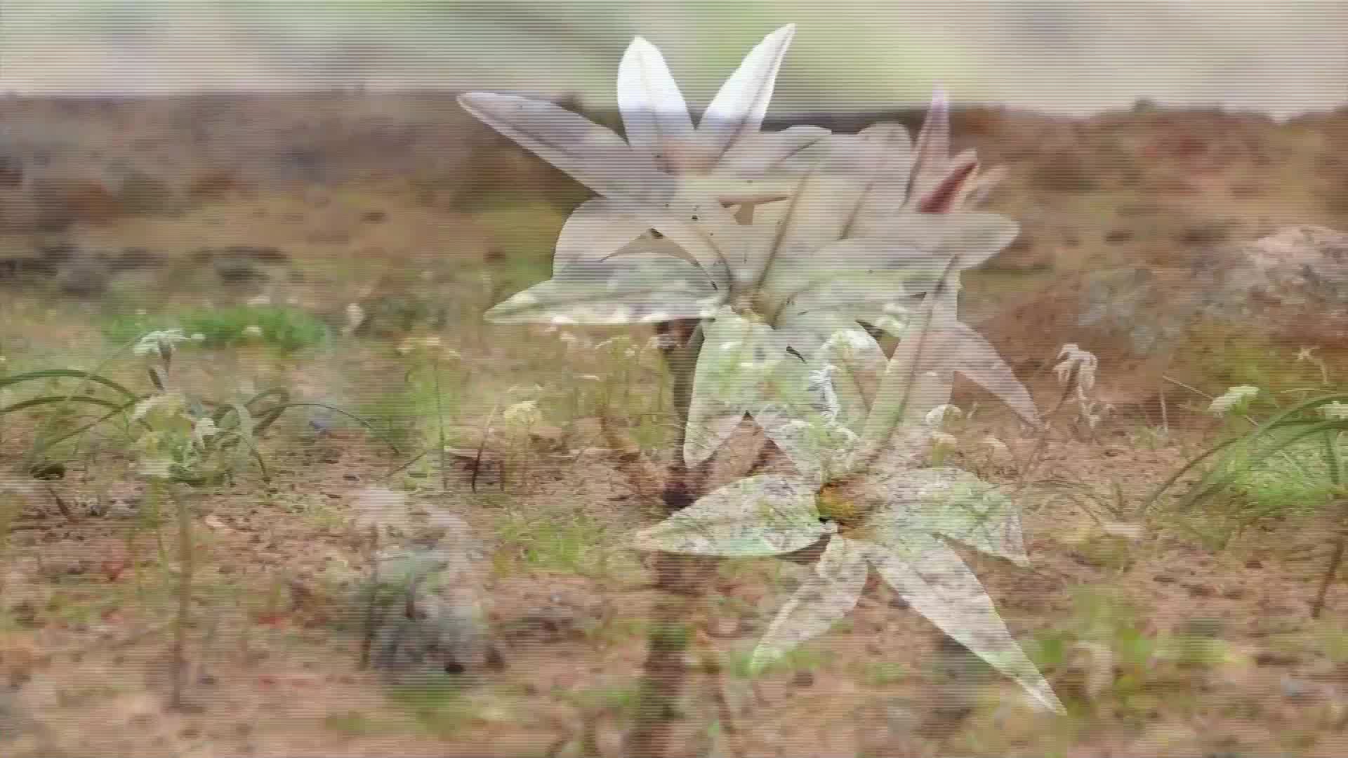 Пустинята Атакама се покри с цветя (ВИДЕО)