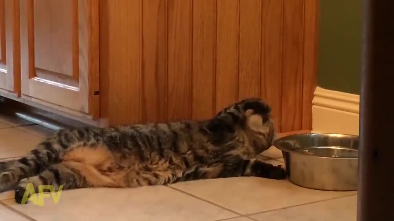 Вижте как тази мързелива котка пие вода