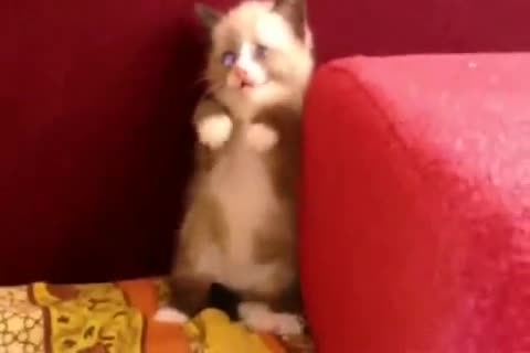 прахосмукачките са много страшни за маците ;)