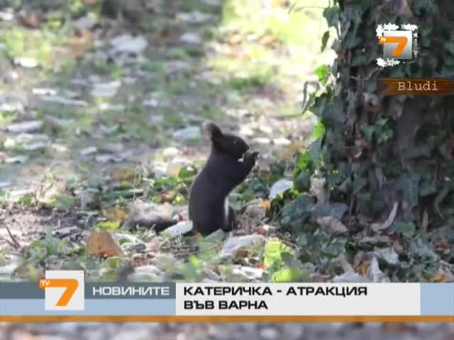 Дресирана катеричка във Варна се превърна в атракция