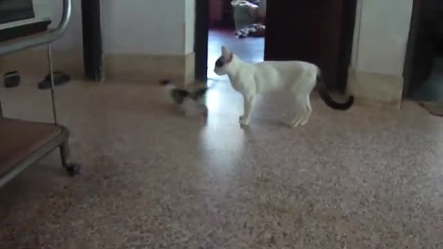 Малко коте играе с майка си!